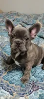 Water Boy, a male French Bulldog for sale in Spiro, OK – 1 of 1
