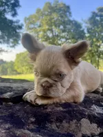 Fluffy, a male French Bulldog for sale in Spiro, OK – 5 of 8