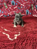 Sophie, a female French Bulldog for sale in Spiro, OK – 4 of 4