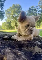 Fluffy, a male French Bulldog for sale in Spiro, OK – 6 of 8