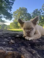Fluffy, a male French Bulldog for sale in Spiro, OK – 8 of 8