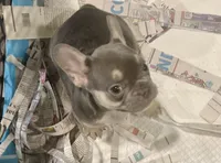 Chewey, a male French Bulldog for sale in Spiro, OK – 2 of 7