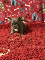Mikey, a male French Bulldog for sale in Spiro, OK – 2 of 5