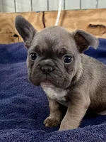Bunny hop, a female French Bulldog for sale in Spiro, OK – Photo 8 of 8
