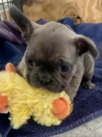 Bunny hop, a female French Bulldog for sale in Spiro, OK – Photo 7 of 8