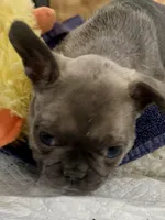 Bunny hop, a female French Bulldog for sale in Spiro, OK – Photo 6 of 8