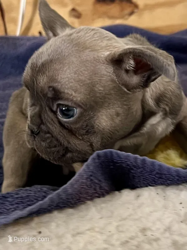 Bunny hop, a female French Bulldog for sale in Spiro, OK – Photo 1 of 8