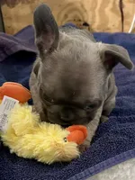 Bunny hop, a female French Bulldog for sale in Spiro, OK – Photo 5 of 8