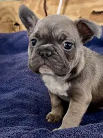 Bunny hop, a female French Bulldog for sale in Spiro, OK – Photo 3 of 8