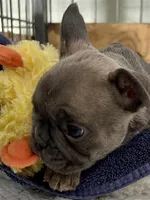 Bunny hop, a female French Bulldog for sale in Spiro, OK – Photo 2 of 8