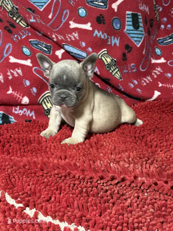 Rocko – French Bulldog puppy for sale in Spiro, OK