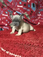 Rocko, a male French Bulldog for sale in Spiro, OK – 1 of 5
