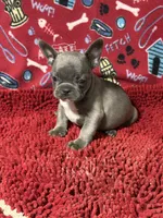 Ricky, a male French Bulldog for sale in Spiro, OK – 4 of 5
