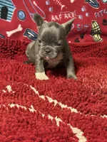 Sophie, a female French Bulldog for sale in Spiro, OK – 3 of 4