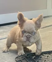 Fluffy, a male French Bulldog for sale in Spiro, OK – 2 of 8