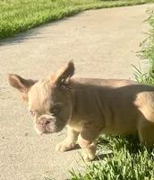 Fluffy, a male French Bulldog for sale in Spiro, OK – 4 of 8