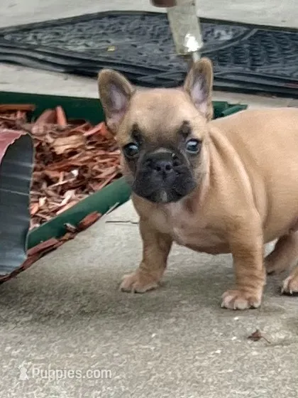 Penny  – French Bulldog puppy for sale in Spiro, OK