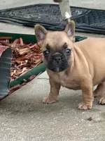 Penny , a female French Bulldog for sale in Spiro, OK – 1 of 8
