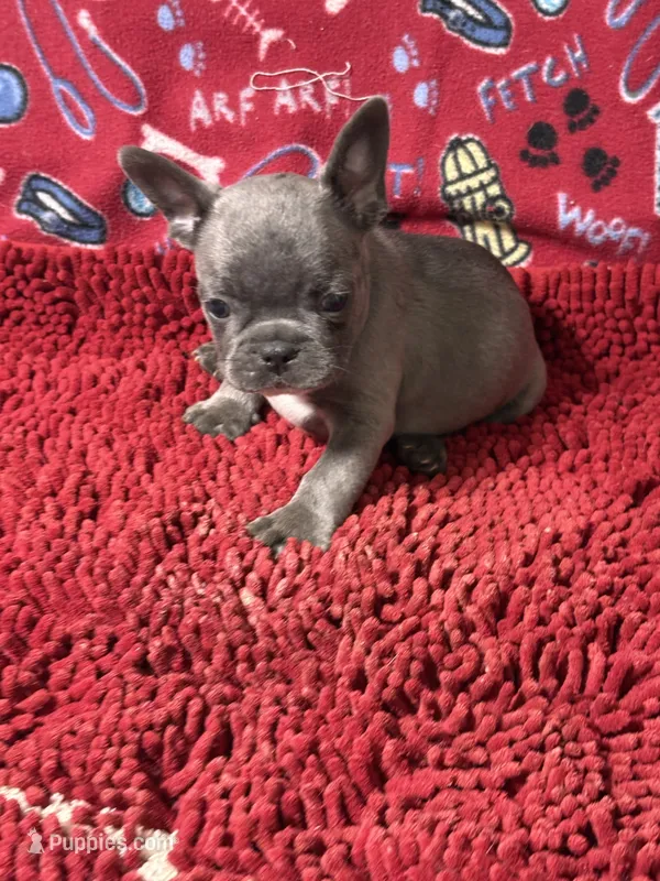Ricky – French Bulldog puppy for sale in Spiro, OK