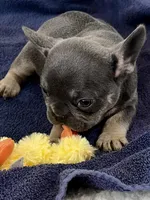 Peter , a male French Bulldog for sale in Spiro, OK – Photo 4 of 8