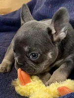 Peter , a male French Bulldog for sale in Spiro, OK – Photo 1 of 8