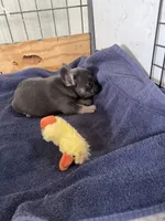 Peter , a male French Bulldog for sale in Spiro, OK – Photo 8 of 8