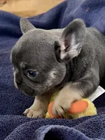 Peter , a male French Bulldog for sale in Spiro, OK – Photo 3 of 8
