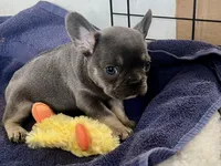 Peter , a male French Bulldog for sale in Spiro, OK – Photo 5 of 8