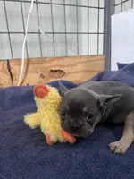 Peter , a male French Bulldog for sale in Spiro, OK – Photo 7 of 8