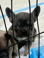 Peter , a male French Bulldog for sale in Spiro, OK – Photo 2 of 8