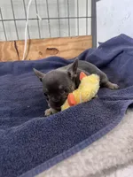 Peter , a male French Bulldog for sale in Spiro, OK – Photo 6 of 8