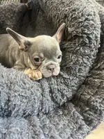 Chewey, a male French Bulldog for sale in Spiro, OK – 7 of 7