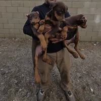 Red, a male Doberman Pinscher for sale in Banning, CA – Photo 3 of 5