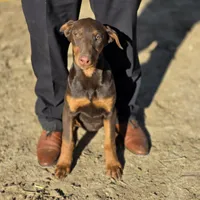 Red, a male Doberman Pinscher for sale in Banning, CA – Photo 2 of 5