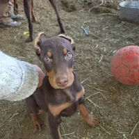 Red, a male Doberman Pinscher for sale in Banning, CA – Photo 5 of 5