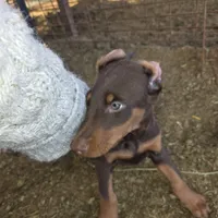 Orange, a male Doberman Pinscher for sale in Banning, CA – Photo 4 of 5