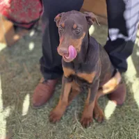 Girl, a female Doberman Pinscher for sale in Banning, CA – Photo 1 of 6