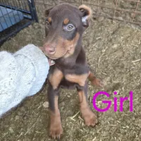 Girl, a female Doberman Pinscher for sale in Banning, CA – Photo 5 of 6