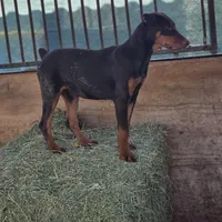 Girl, a female Doberman Pinscher for sale in Banning, CA – Photo 2 of 6
