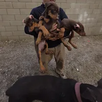 Gray, a male Doberman Pinscher for sale in Banning, CA – Photo 3 of 5