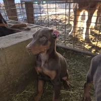 Gray, a male Doberman Pinscher for sale in Banning, CA – Photo 1 of 5