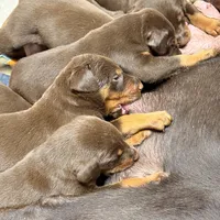 Gray, a male Doberman Pinscher for sale in Banning, CA – Photo 2 of 5