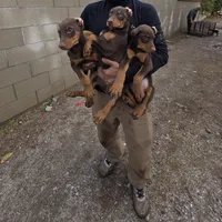 Gray, a male Doberman Pinscher for sale in Banning, CA – Photo 5 of 5