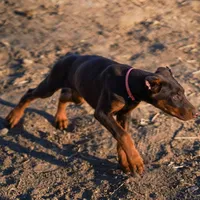 Black, a male Doberman Pinscher for sale in Banning, CA – Photo 2 of 5