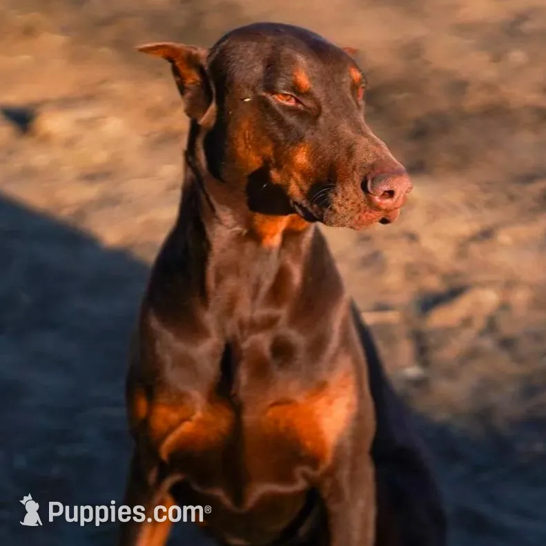 Black, a male Doberman Pinscher for sale in Banning, CA – Photo 5 of 5
