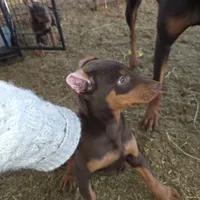 Purple, a male Doberman Pinscher for sale in Banning, CA – Photo 3 of 4