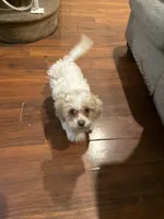 Bella, a female Shih Tzu for sale in Reading, PA – Photo 1 of 3