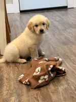 Golden Boy, a male Golden Retriever for sale in Shelbyville, IN – 2 of 5