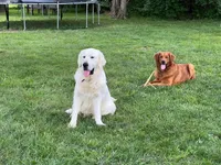 Golden Girl AKC, a female Golden Retriever for sale in Shelbyville, IN – 5 of 5