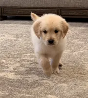Golden Boy, a male Golden Retriever for sale in Shelbyville, IN – 4 of 5